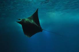 Image result for Mobula hypostoma