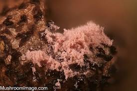 Attēlu rezultāti vaicājumam “Lycogala roseosporum macro”