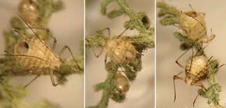 Attēlu rezultāti vaicājumam “Macrosiphoniella absinthii”