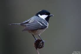 Attēlu rezultāti vaicājumam “Periparus ater adult”