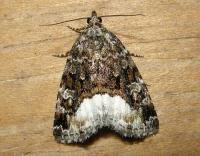 Attēlu rezultāti vaicājumam “Protodeltote pygarga”