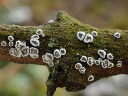 Attēlu rezultāti vaicājumam “Lachnella alboviolascens”