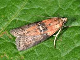 Attēlu rezultāti vaicājumam “Sciota adelphella”