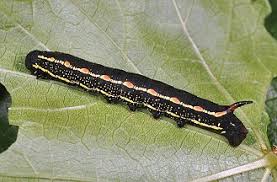 Attēlu rezultāti vaicājumam “Hyles gallii larva”
