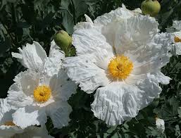 Image result for Romneya coulteri