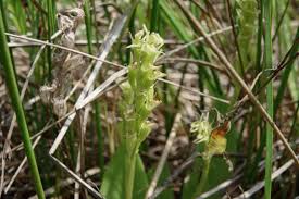 Attēlu rezultāti vaicājumam “Liparis loeselii flower”