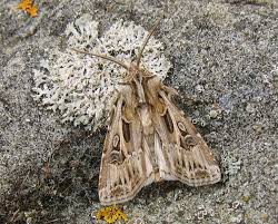 Attēlu rezultāti vaicājumam “Agrotis vestigialis”