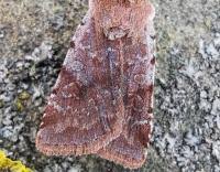 Attēlu rezultāti vaicājumam “Cerastis rubricosa”