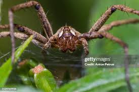 Attēlu rezultāti vaicājumam “Agelenidae”