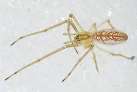 Attēlu rezultāti vaicājumam “Tetragnatha extensa”