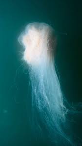 Image result for Cyanea capillata