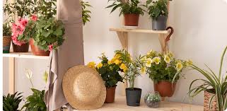 Attēlu rezultāti vaicājumam “Seligeria donniana”