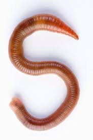 Attēlu rezultāti vaicājumam “Lumbricus terrestris”