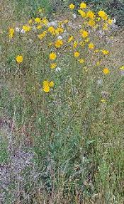 Attēlu rezultāti vaicājumam “Sonchus arvensis subsp. uliginosus flower”