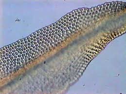 Attēlu rezultāti vaicājumam “Orthotrichum lyellii”