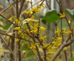 Attēlu rezultāti vaicājumam “Forsythia viridissima flower”
