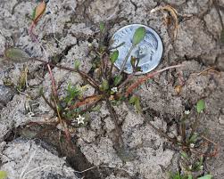 Attēlu rezultāti vaicājumam “Limosella aquatica flower”