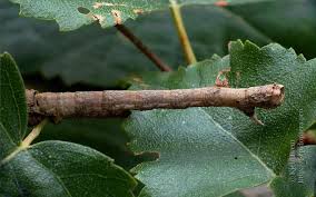 Attēlu rezultāti vaicājumam “Odontopera bidentata”