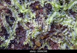 Attēlu rezultāti vaicājumam “Lophocolea heterophylla”