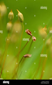 Attēlu rezultāti vaicājumam “Polytrichastrum formosum sporophyte”