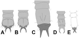 Attēlu rezultāti vaicājumam “Schizotus pectinicornis larva”