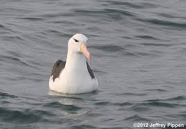 Image result for Thalassarche melanophris