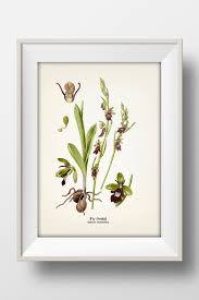 Attēlu rezultāti vaicājumam “Ophrys insectifera”