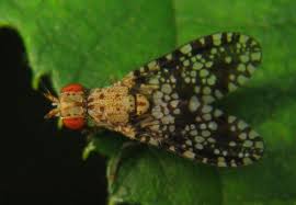 Attēlu rezultāti vaicājumam “Trypetoptera punctulata”