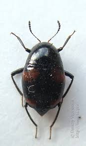 Attēlu rezultāti vaicājumam “Scaphidium quadrimaculatum”