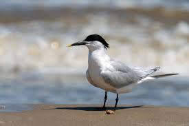 Attēlu rezultāti vaicājumam “Sterna sandvicensis adult”