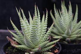Image result for Haworthia