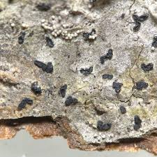 Attēlu rezultāti vaicājumam “Alyxoria varia”