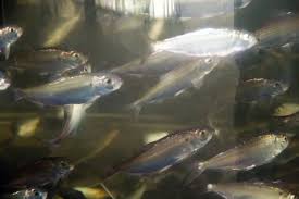 Image result for Alosa pseudoharengus