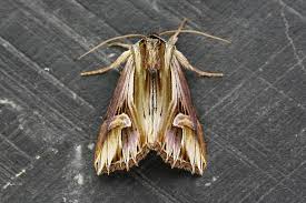 Attēlu rezultāti vaicājumam “Actinotia polyodon”