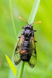 Attēlu rezultāti vaicājumam “Cimbex femoratus imago”