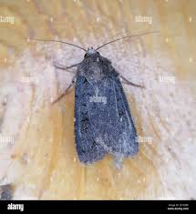 Attēlu rezultāti vaicājumam “Euxoa nigricans”