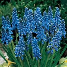 Attēlu rezultāti vaicājumam “Muscari armeniacum”