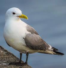 Attēlu rezultāti vaicājumam “Rissa tridactyla”