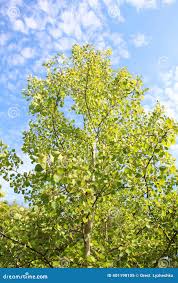 Attēlu rezultāti vaicājumam “Populus tremula”