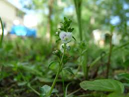 Attēlu rezultāti vaicājumam “Veronica serpyllifolia leaf”