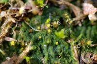 Attēlu rezultāti vaicājumam “Pohlia proligera”