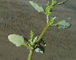 Attēlu rezultāti vaicājumam “Chenopodium acerifolium”