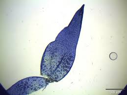 Attēlu rezultāti vaicājumam “Sphagnum flexuosum”