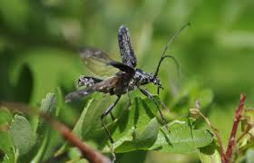Attēlu rezultāti vaicājumam “Oxymirus cursor”