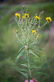 Attēlu rezultāti vaicājumam “Aulacidea hieracii”