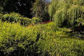 Image result for Priona Tuinen