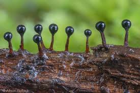 Attēlu rezultāti vaicājumam “Metatrichia floriformis macro”