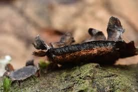 Attēlu rezultāti vaicājumam “Biscogniauxia granmoi”