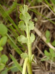 Attēlu rezultāti vaicājumam “Botrychium matricariifolium”