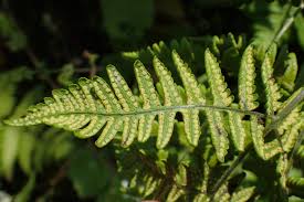 Attēlu rezultāti vaicājumam “Gymnocarpium robertianum”